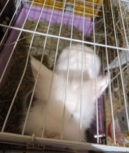 Малыши детям в радость