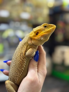 Бородата агама, чарівний бородатий дракон