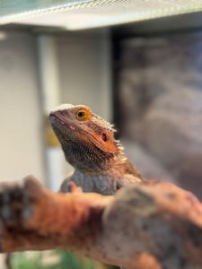 Бородата агама, чарівний бородатий дракон