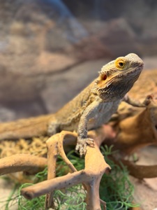 Бородата агама, чарівний бородатий дракон