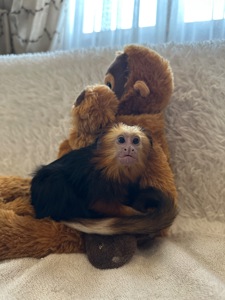 Левоголовий Тамарин- маленька ігрунка, океан любові