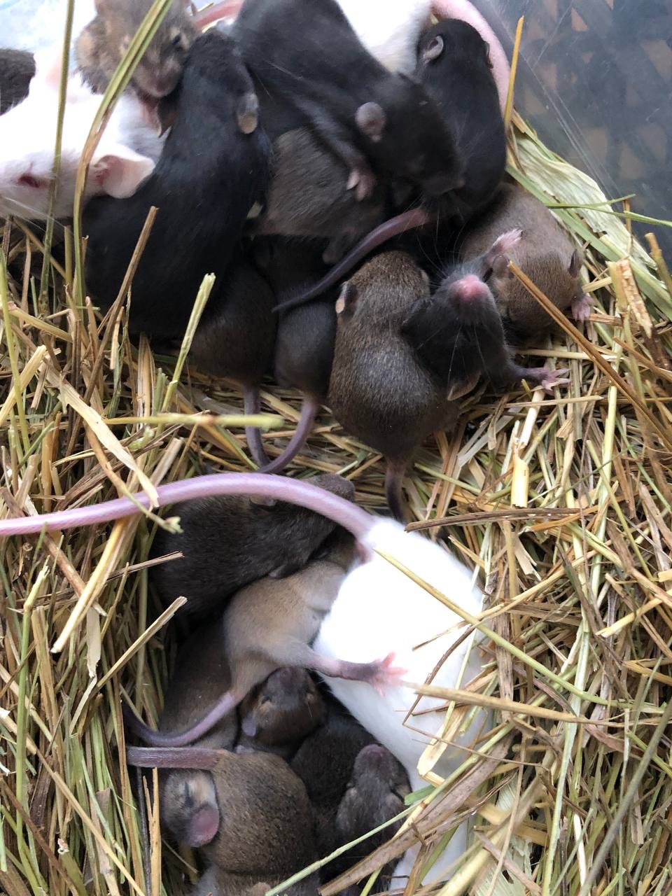 Миші декоративні