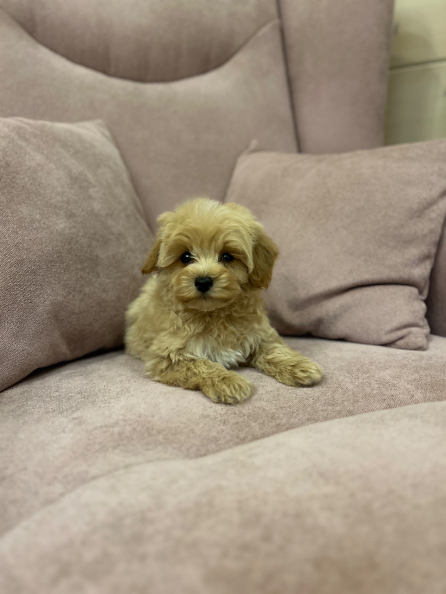 Мальчик мальтипу ф1 мини с беби фейс мордочкой