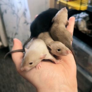 Пацючки хлопці дамбо, сіамські та чорні