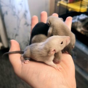 Пацючки хлопці дамбо, сіамські та чорні