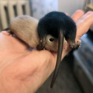 Пацючки хлопці дамбо, сіамські та чорні