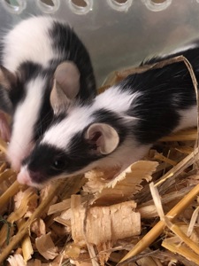 Миші декоративні