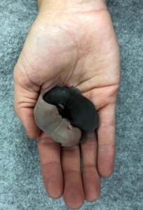 Миші декоративні