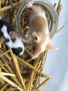 Миші декоративні