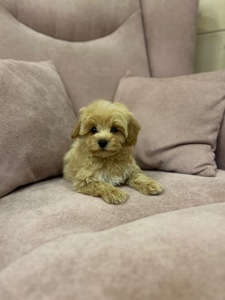 Мальчик мальтипу ф1 мини с беби фейс мордочкой