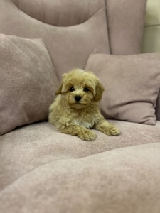 Мальчик мальтипу ф1 мини с беби фейс мордочкой