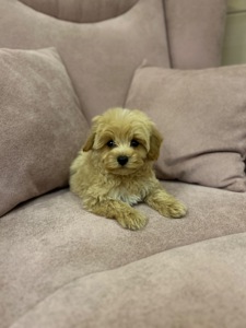 Мальчик мальтипу ф1 мини с беби фейс мордочкой