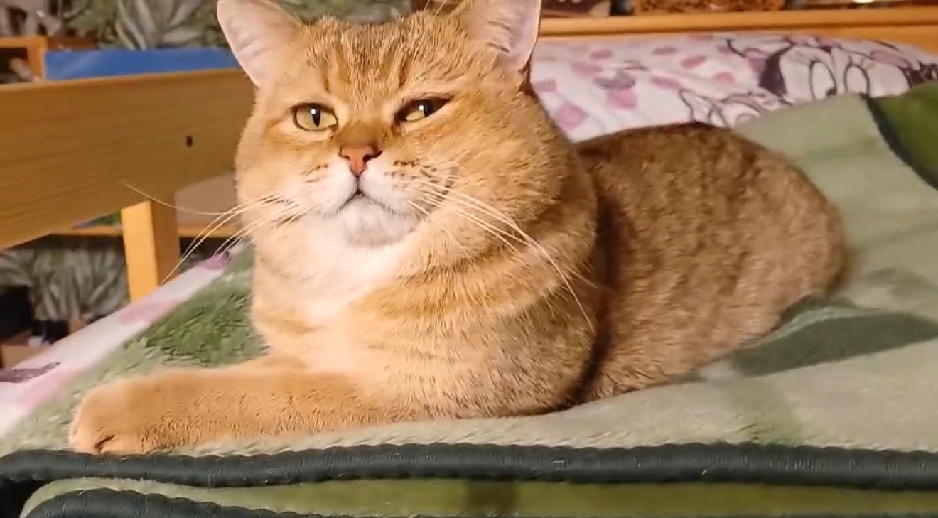 Кошенята скотіш страйт шиншила