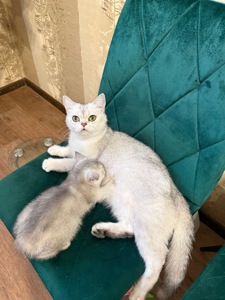 Кошенята скотіш страйт шиншила