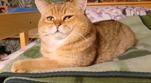 Кошенята скотіш страйт шиншила