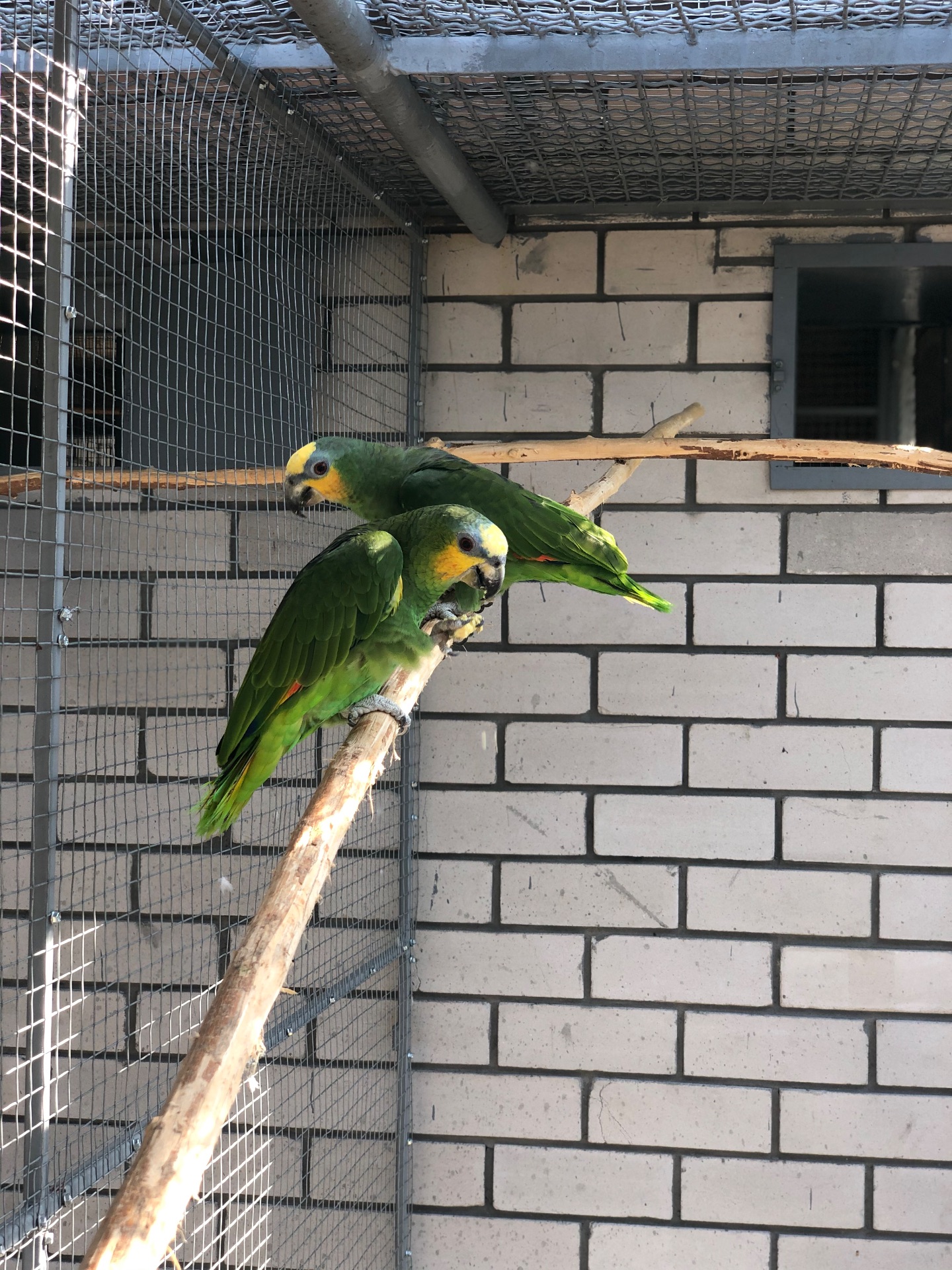 Венесуельський Амазон