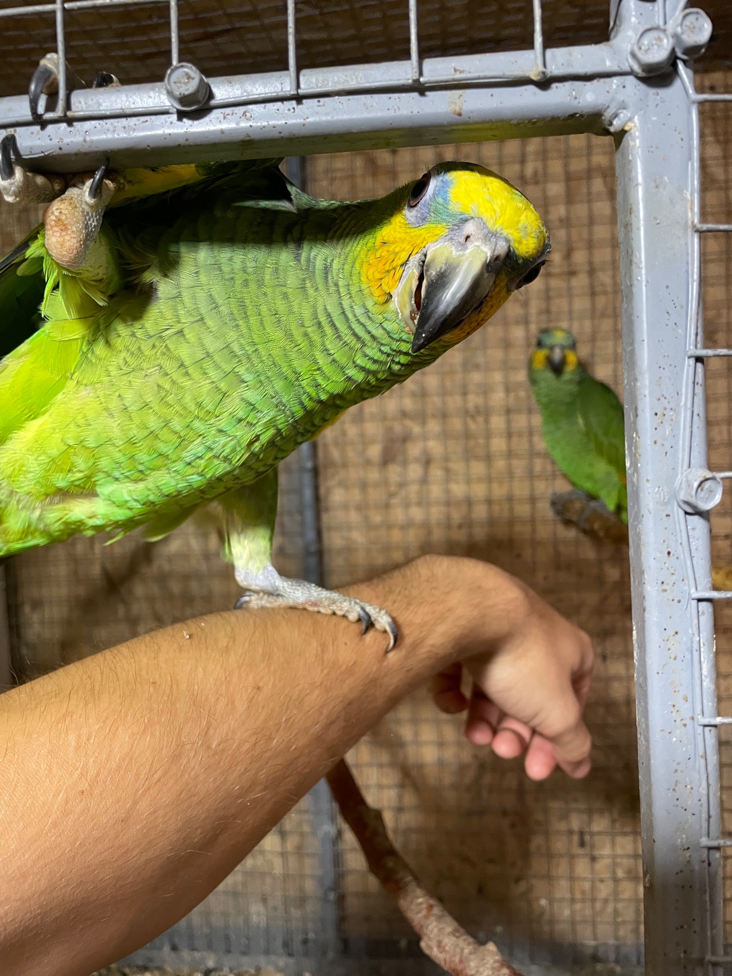 Венесуельський Амазон