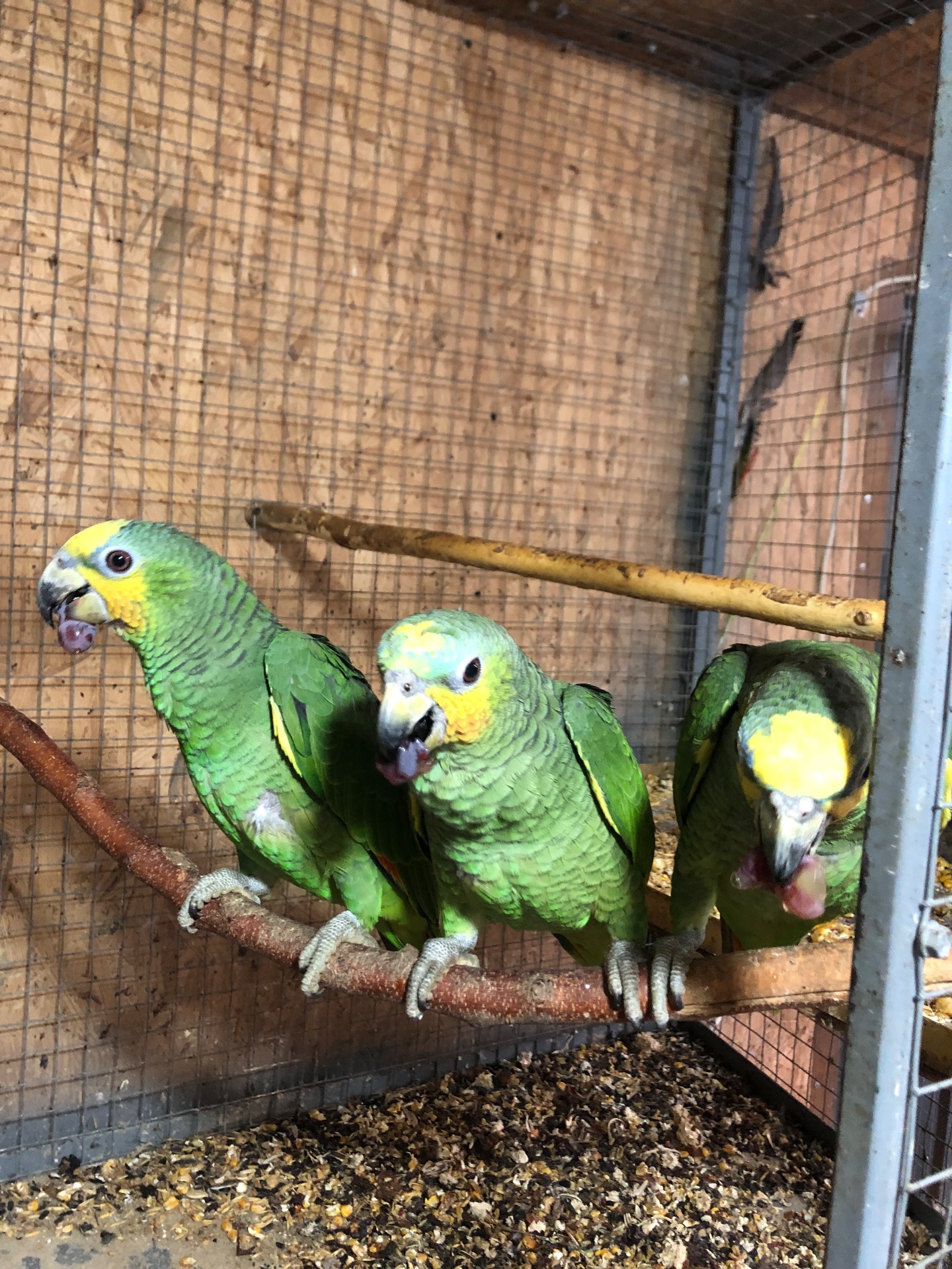 Венесуельський Амазон