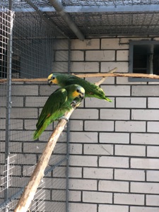 Венесуельський Амазон