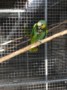 Венесуельський Амазон