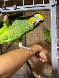 Венесуельський Амазон