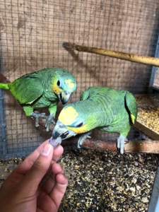 Венесуельський Амазон