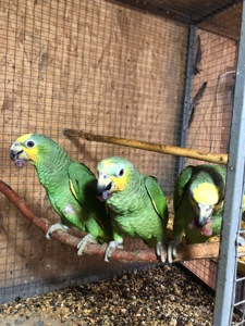 Венесуельський Амазон