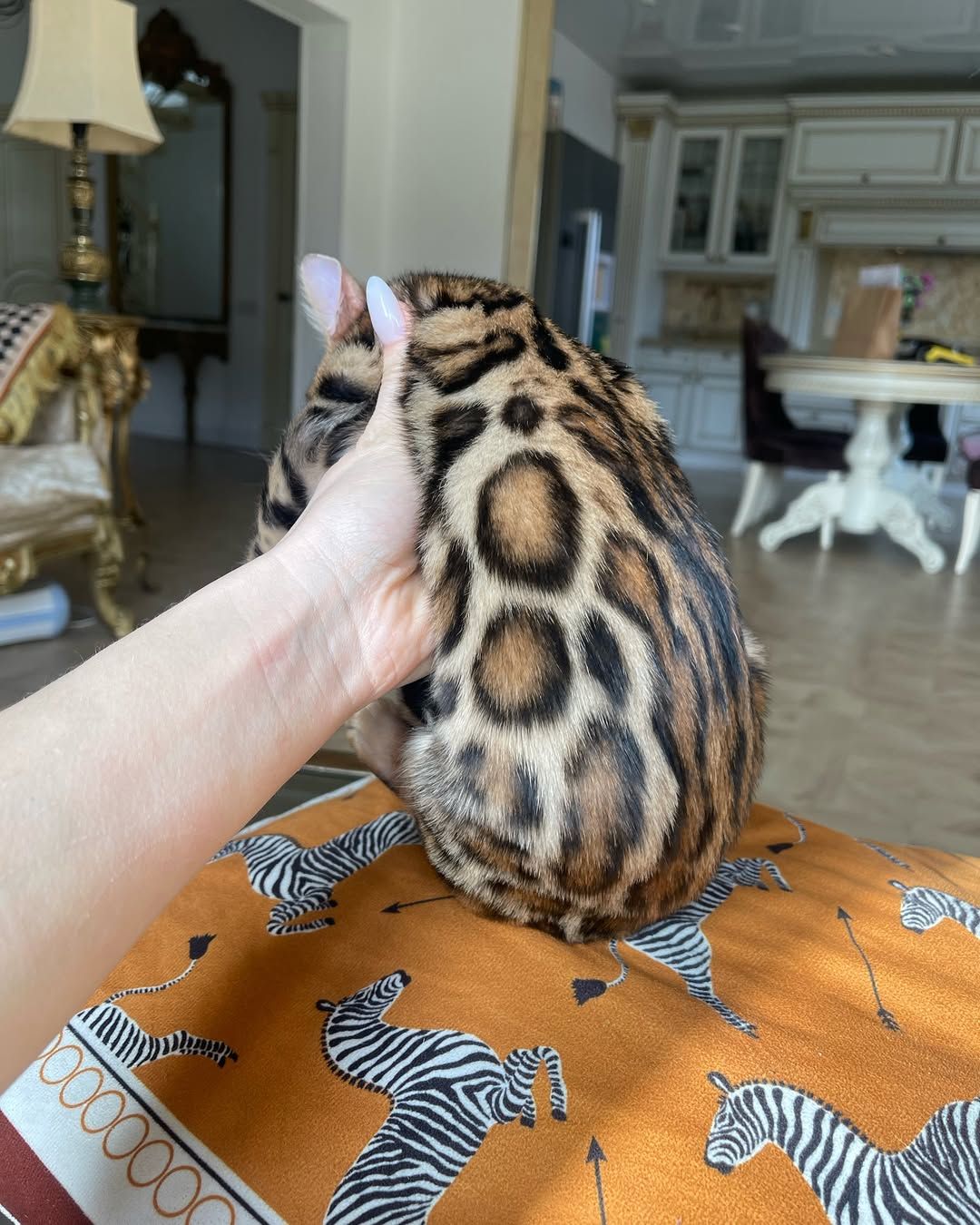 Бенгальские котята