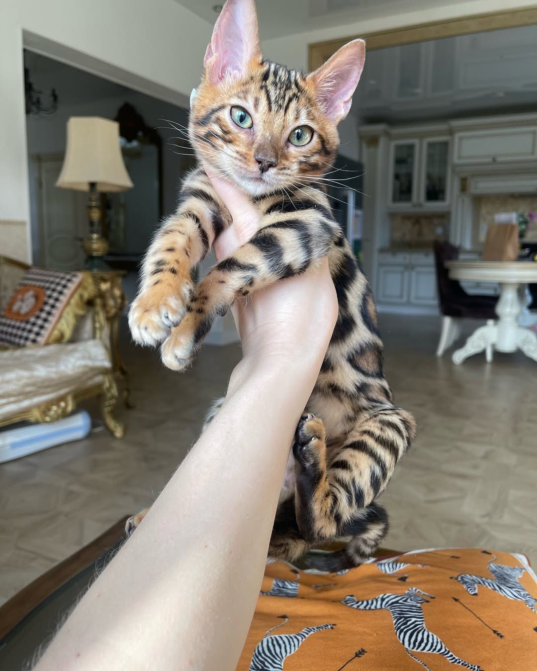 Бенгальские котята