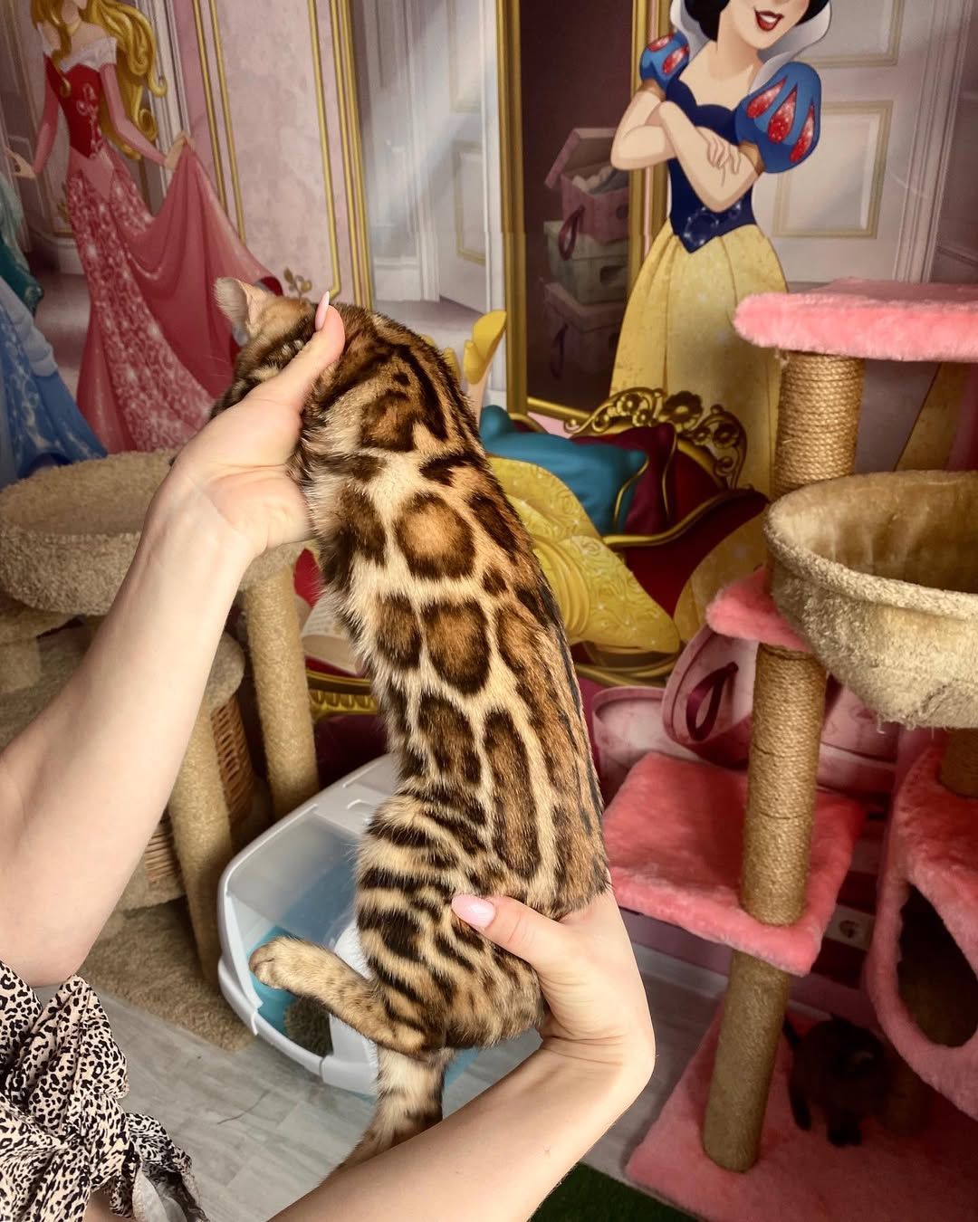 Бенгальские котята