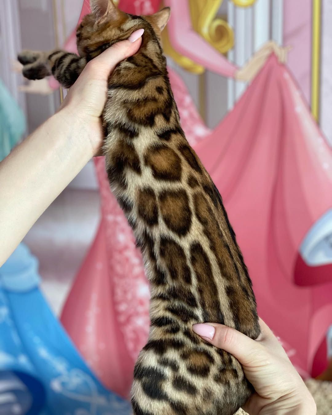 Бенгальские котята