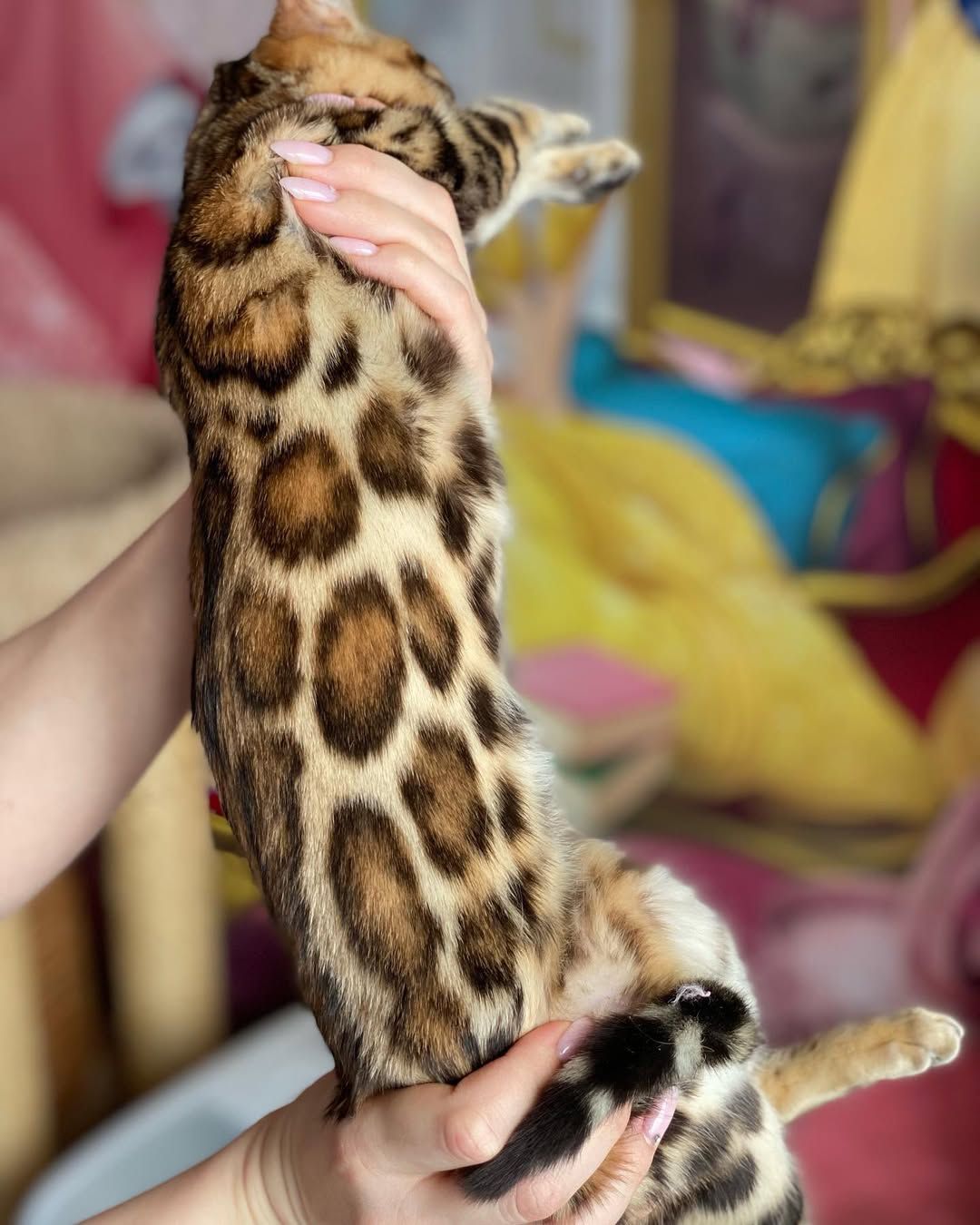 Бенгальские котята