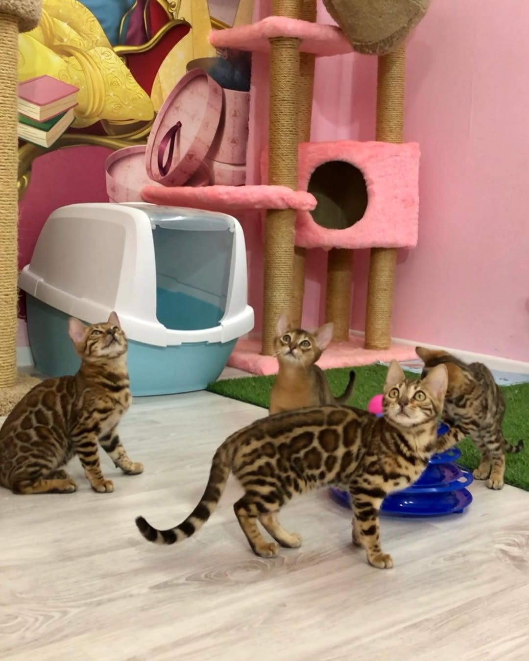 Бенгальские котята