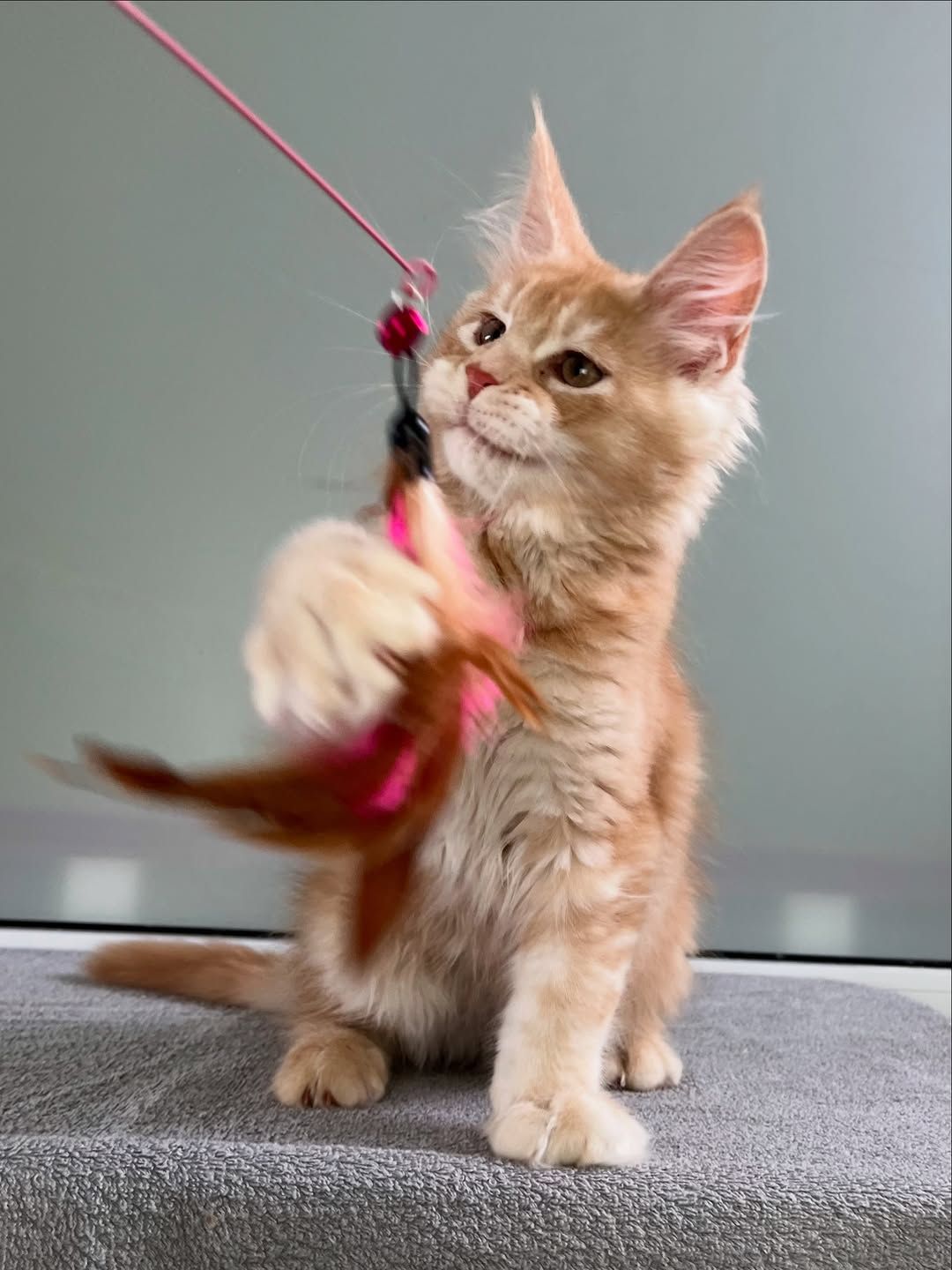 Мей кун рижые