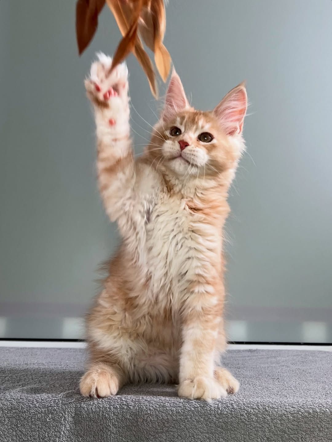 Мей кун рижые