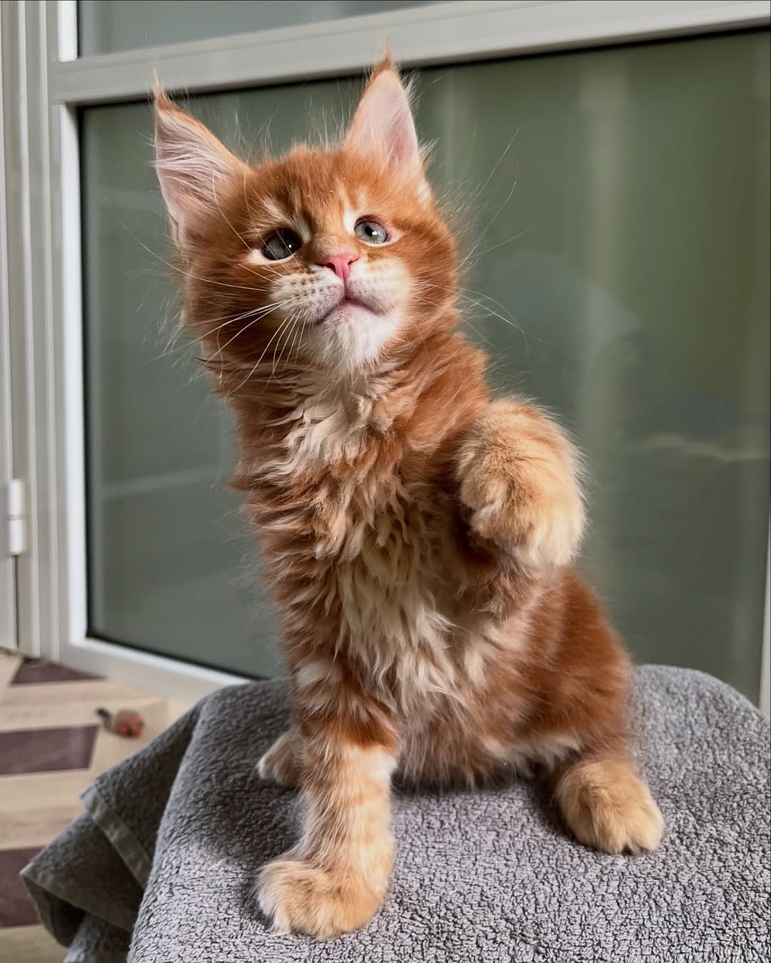 Мей кун рижые