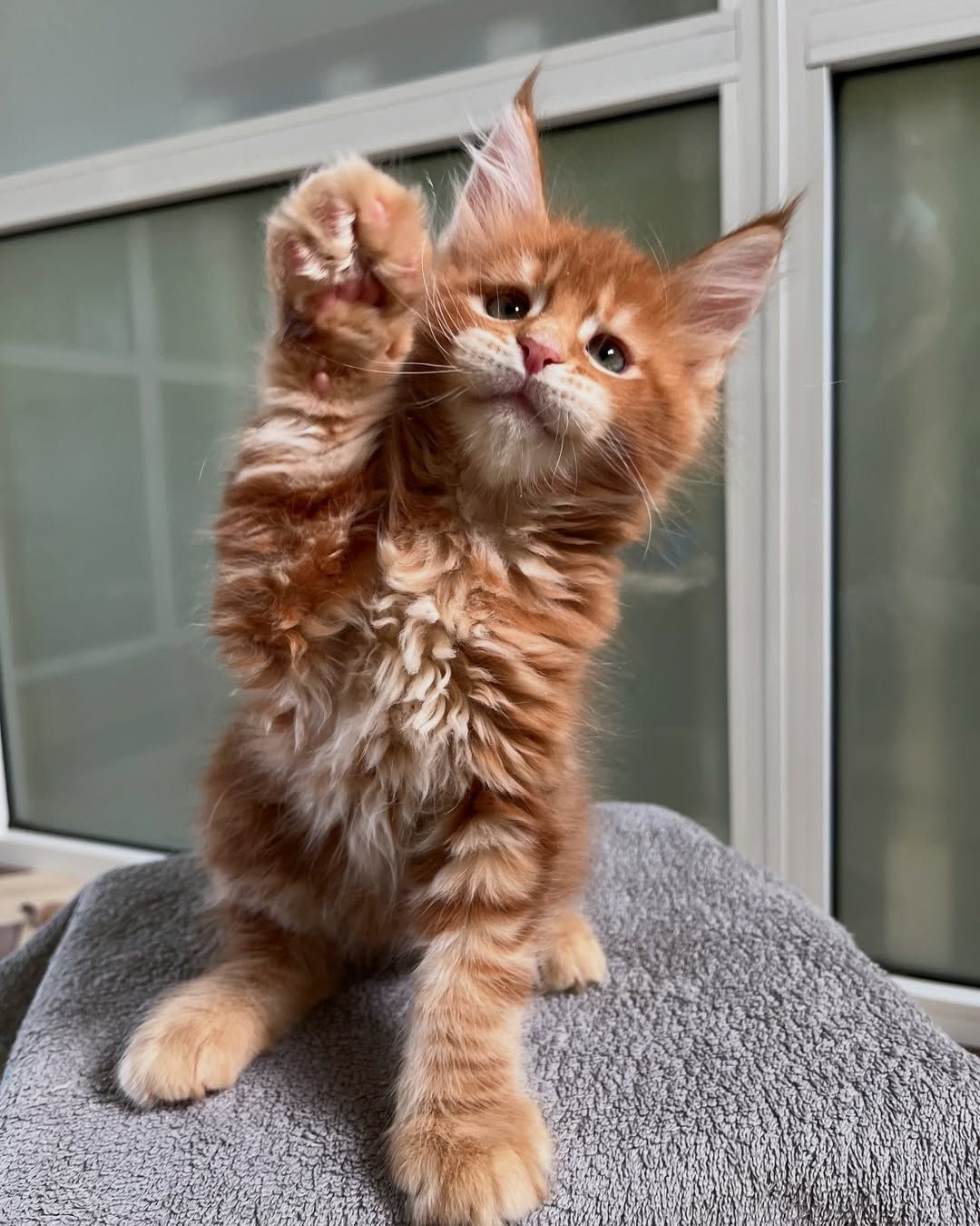 Мей кун рижые