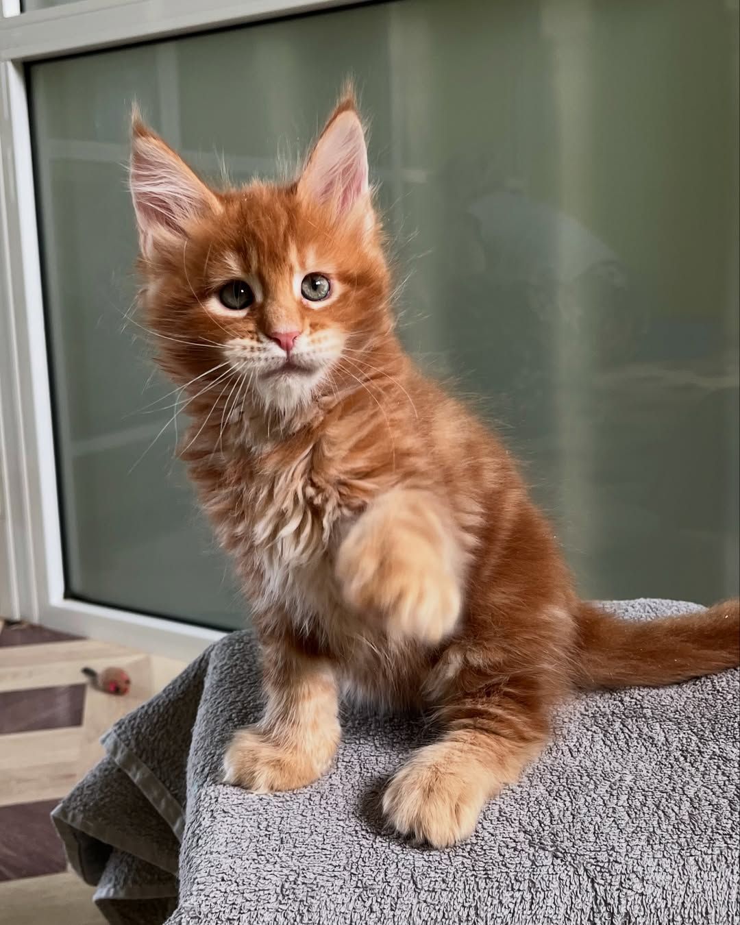 Мей кун рижые