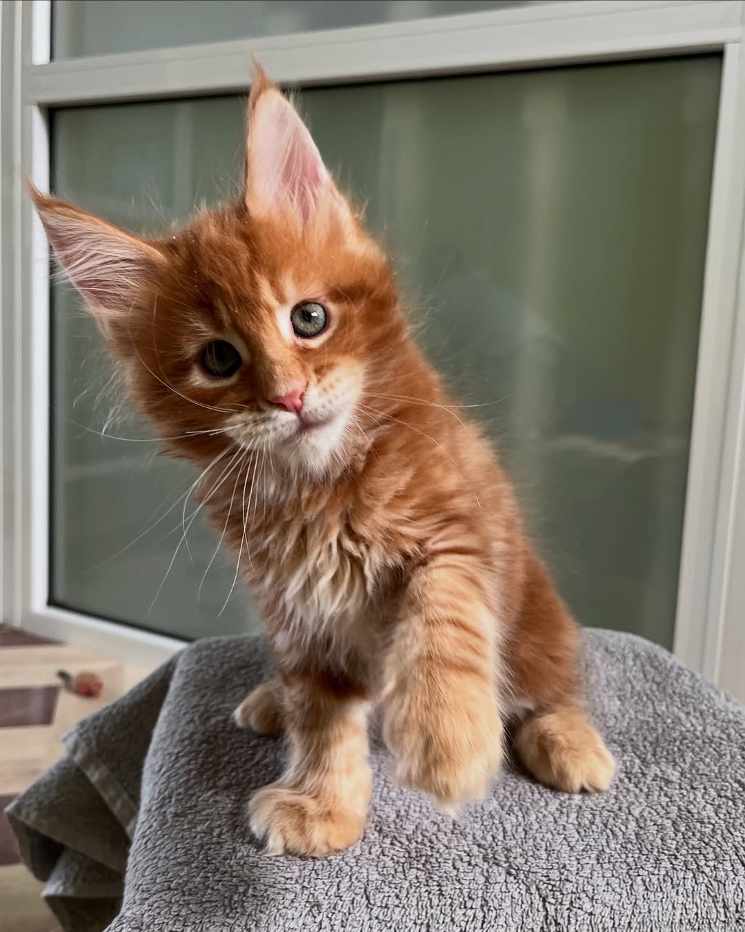 Мей кун рижые