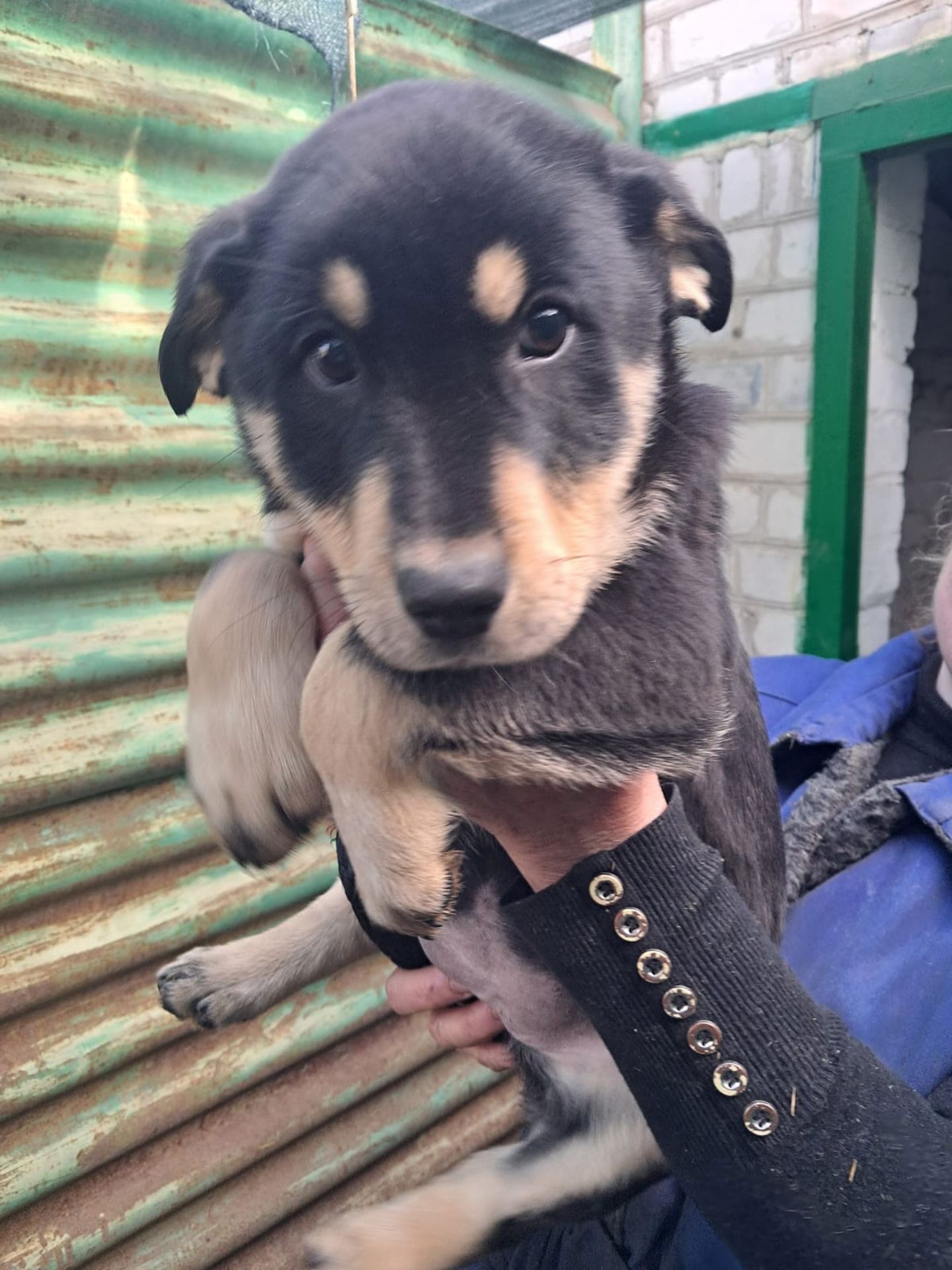 Цуценя Еріка