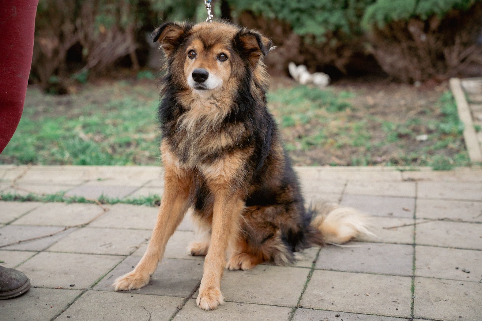 Пухнастий позитив Кузя