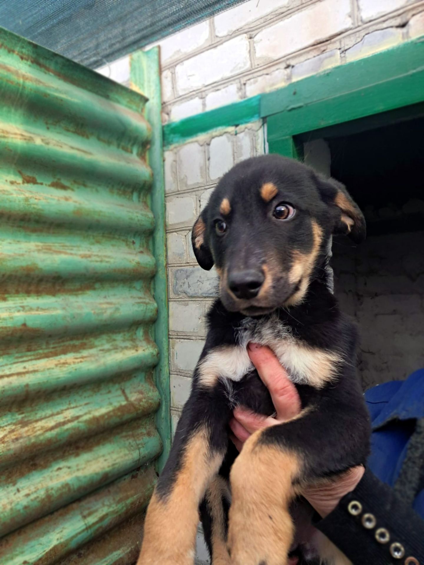 Цуценя Ерік