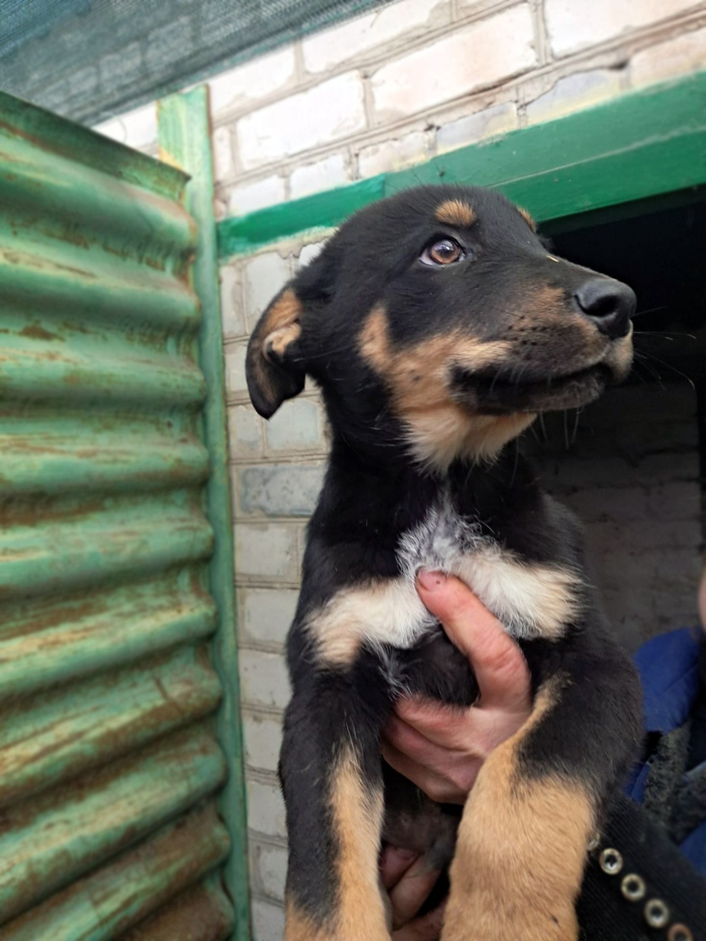 Цуценя Ерік