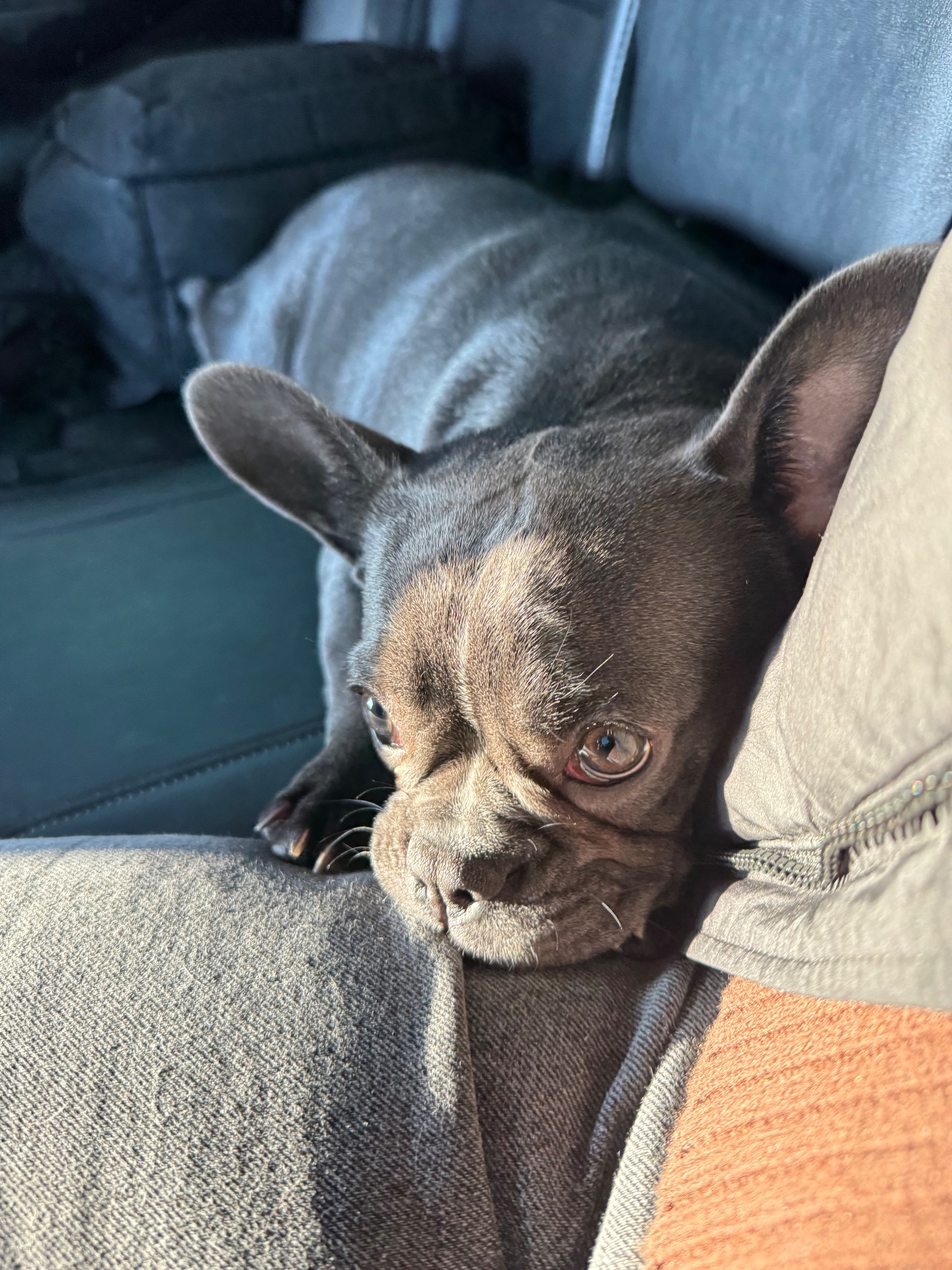 Французька бульдожка