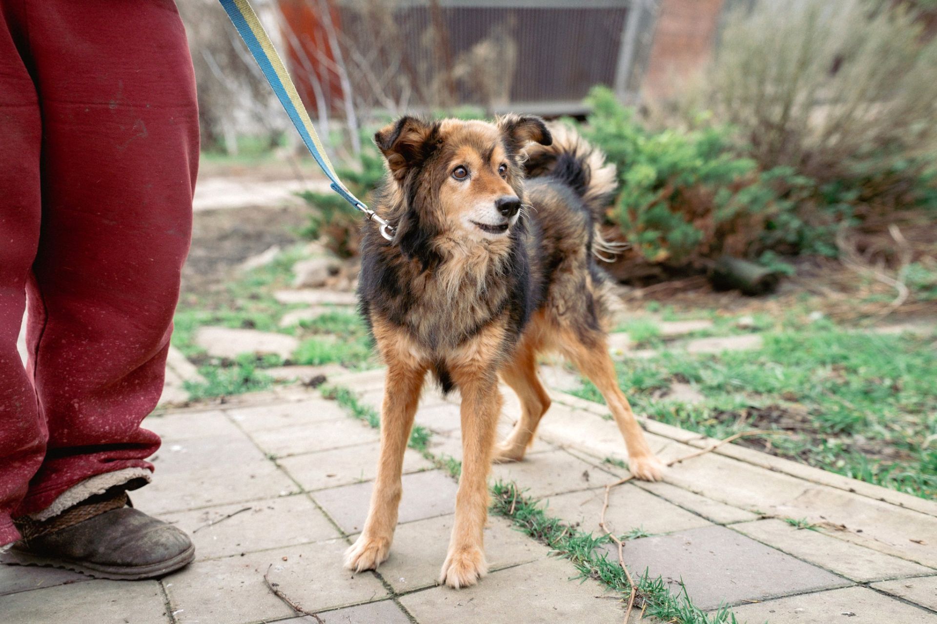 Пухнастий позитив Кузя