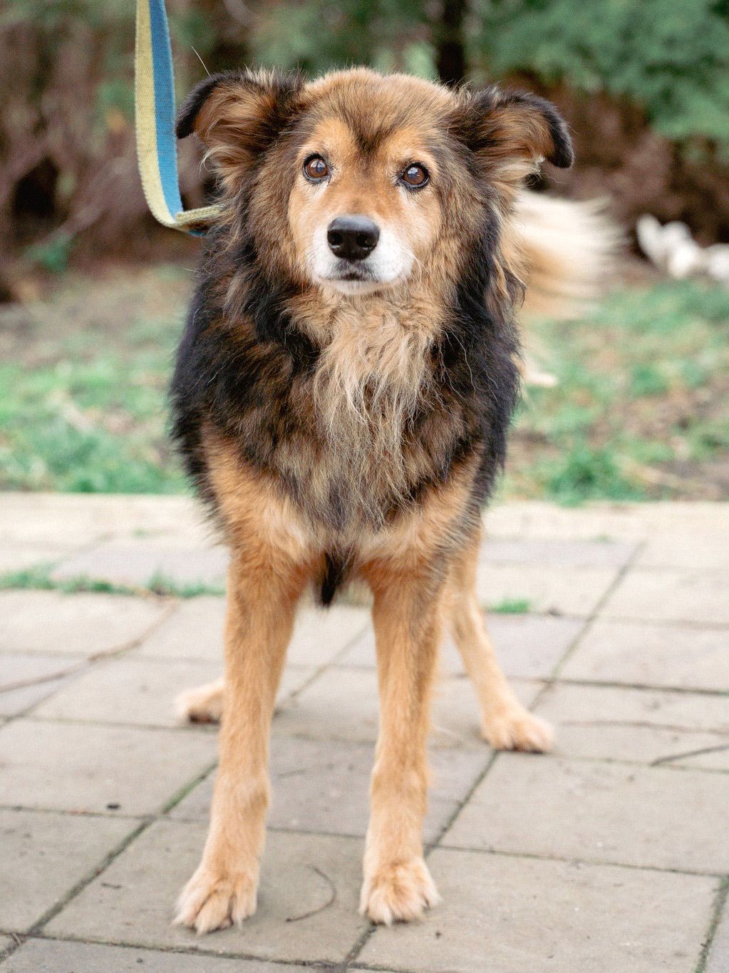 Пухнастий позитив Кузя