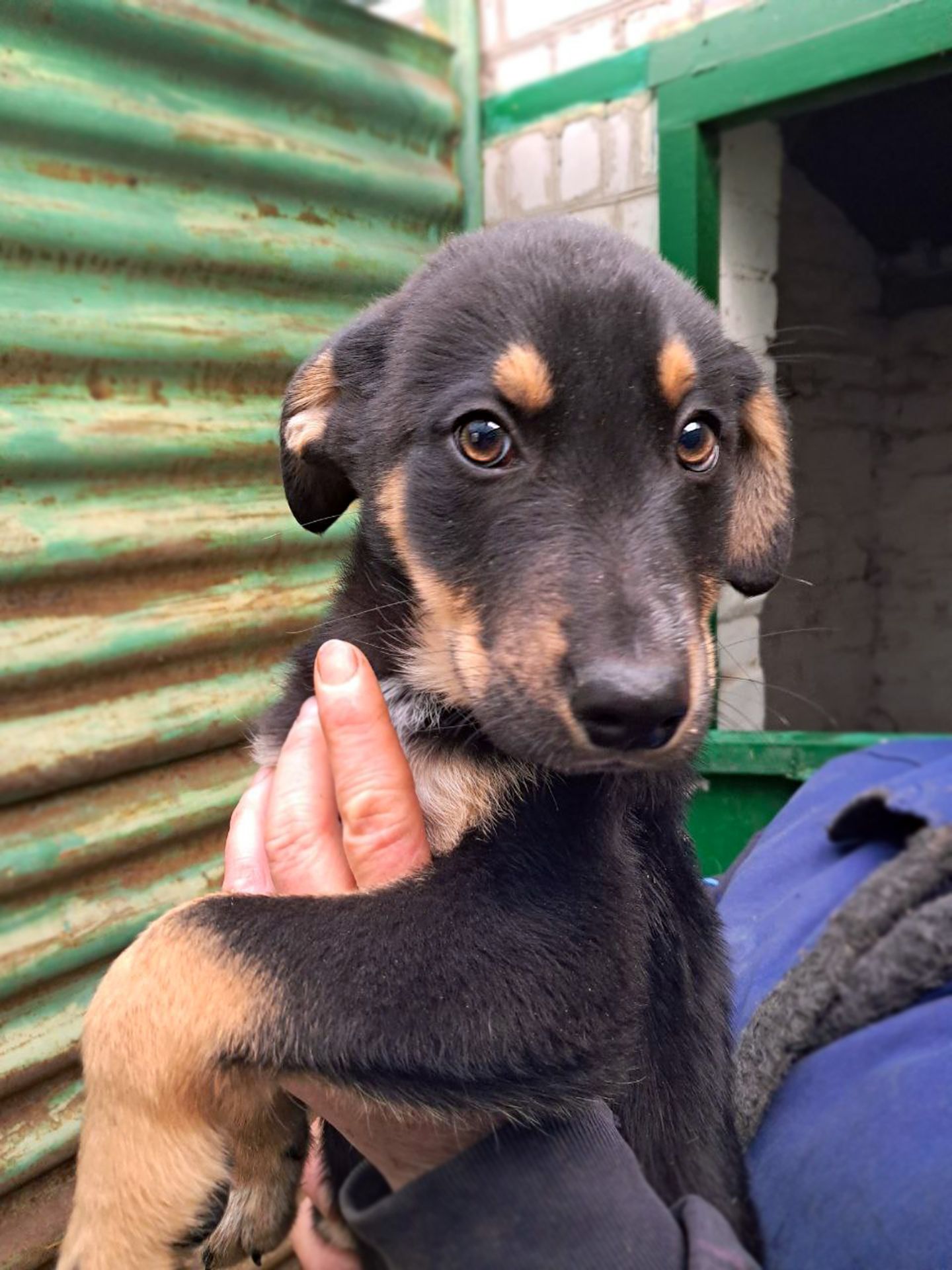 Цуценя Ерік