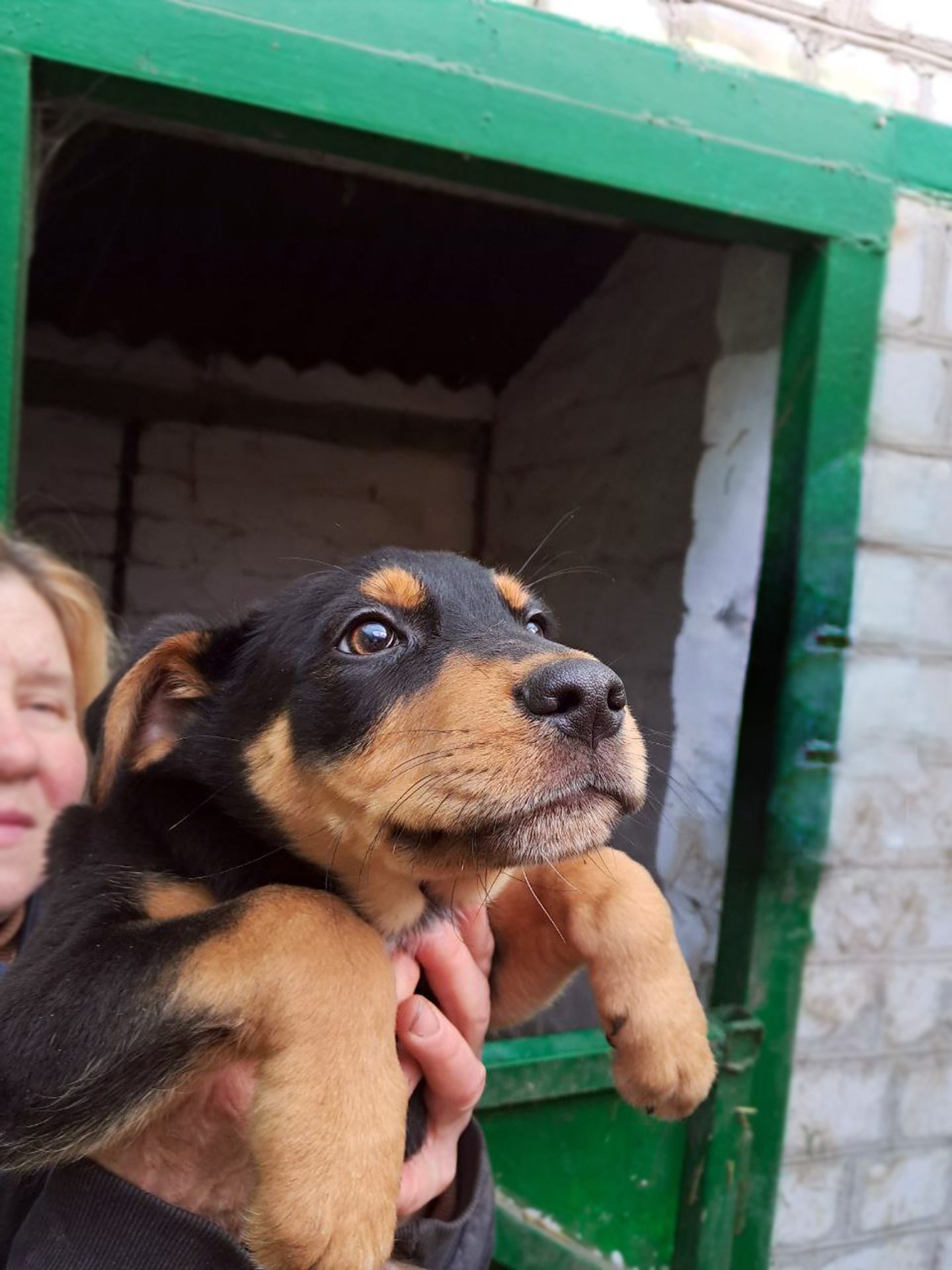 Цуценя Еміль