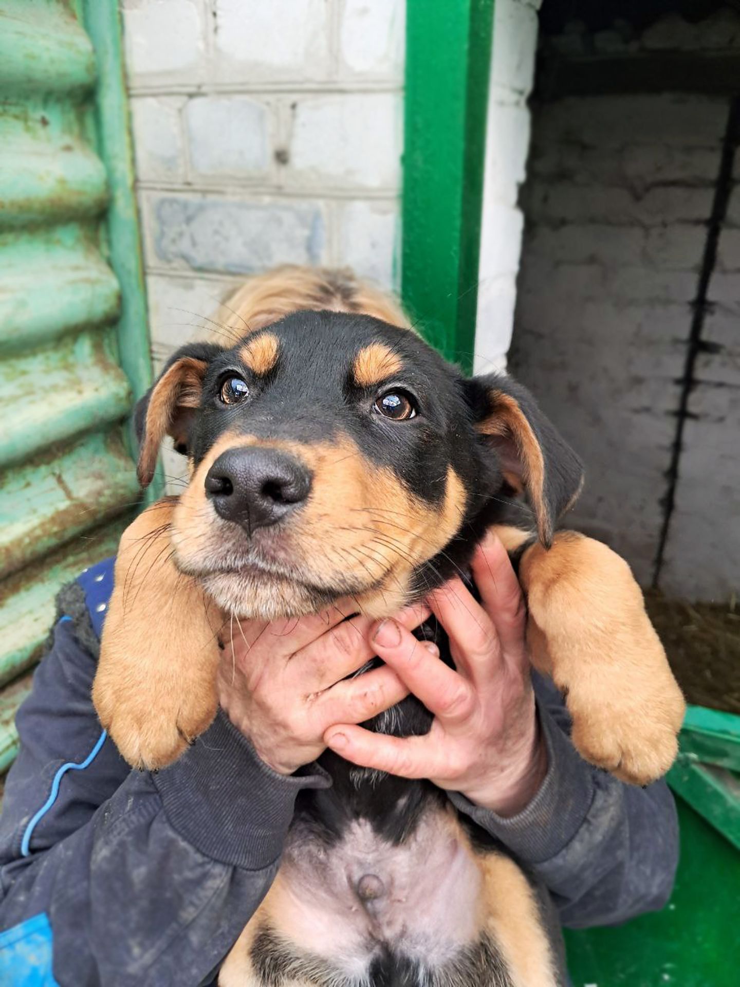 Цуценя Еміль