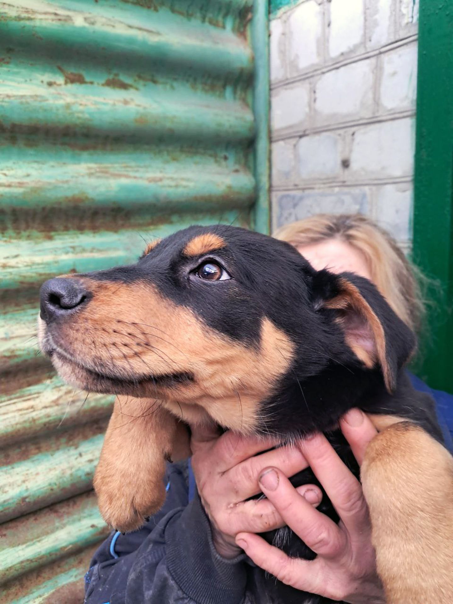 Цуценя Еміль